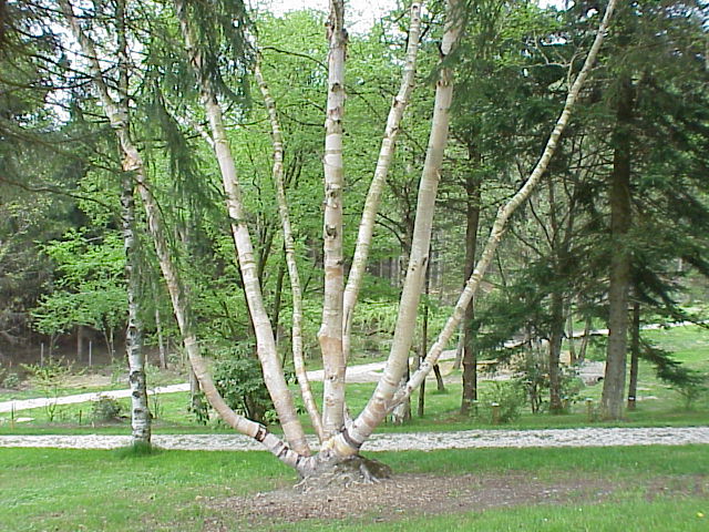 Betula: tipos, características, tamaño, variedades, colores…