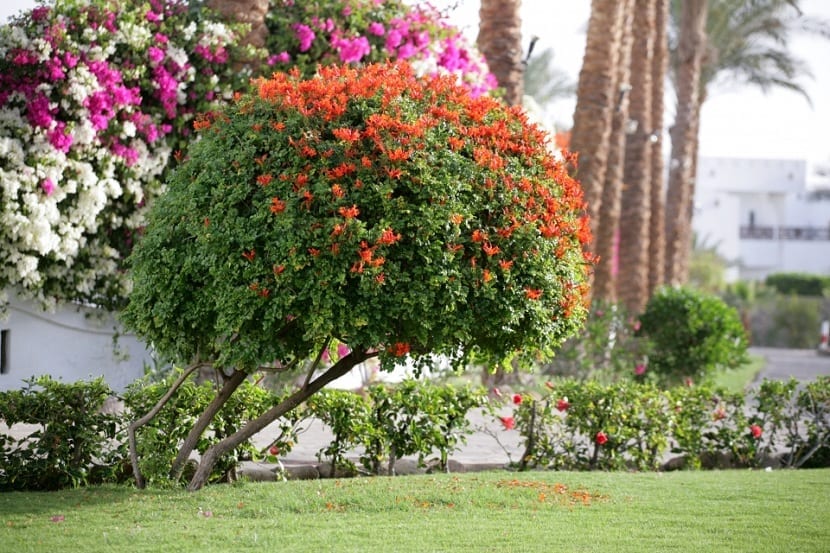 bignonia naranja