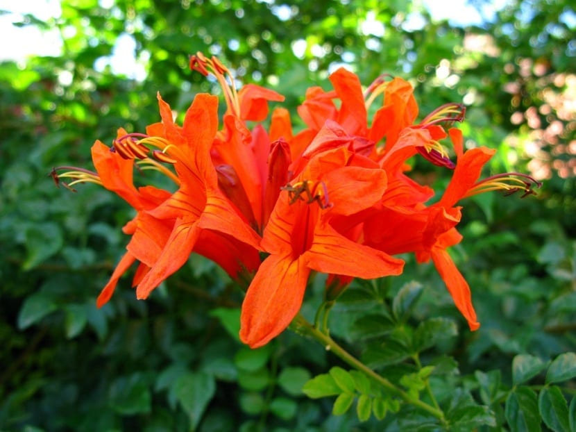 capensis