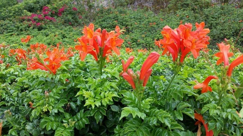 Bignonia naranja o tecomaría (Tecoma capensis): cultivo y poda