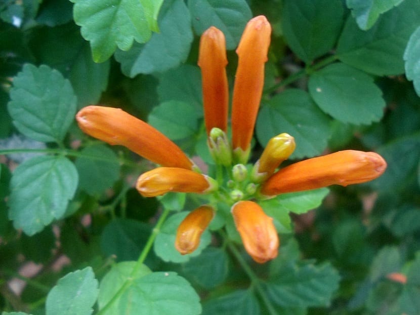 flor de la tecomaria