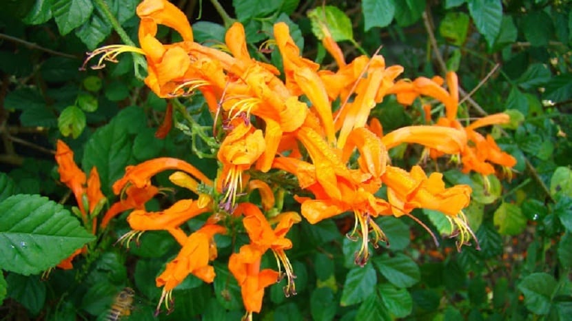 tecomaria