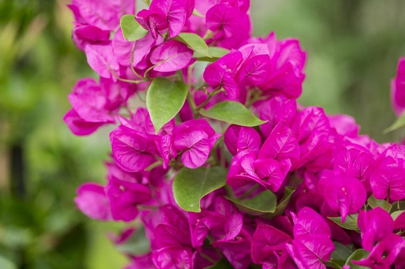 Bougainvillea glabra