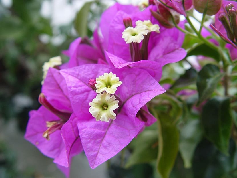 Detalle de la flor de la buganvilla