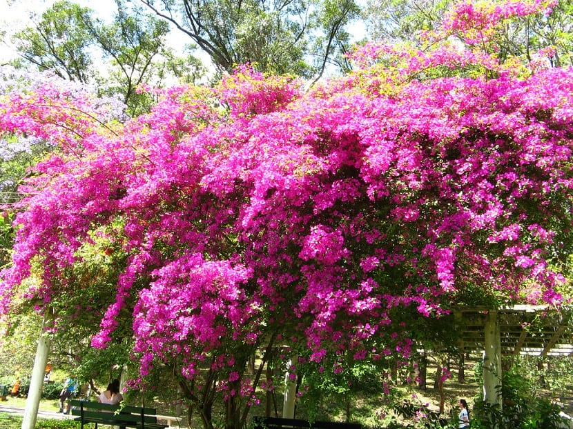 Jardines con Bougainvillea glabra