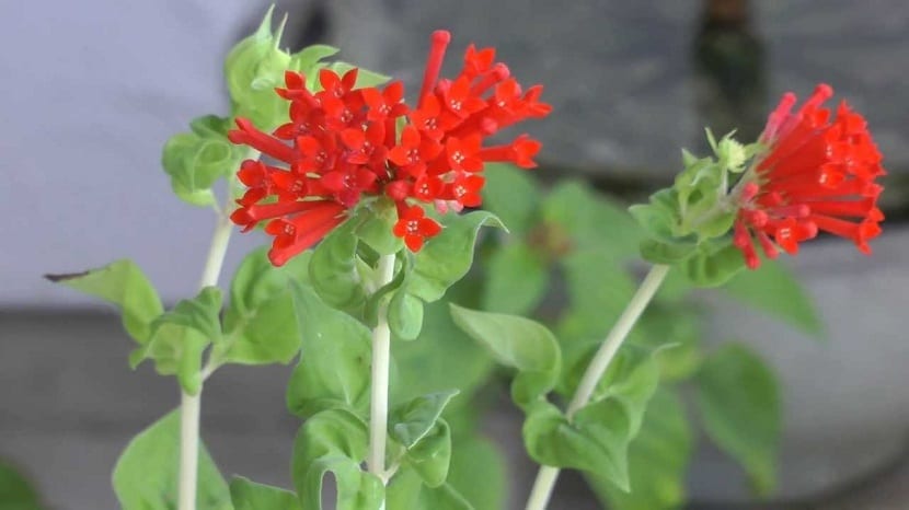 Bouvardia ternifolia