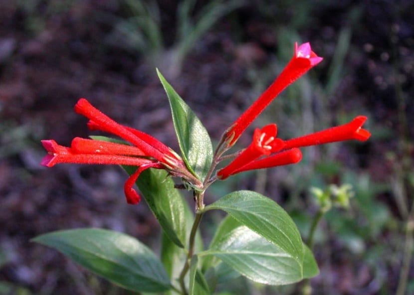 caracteristicas de la bouvardia