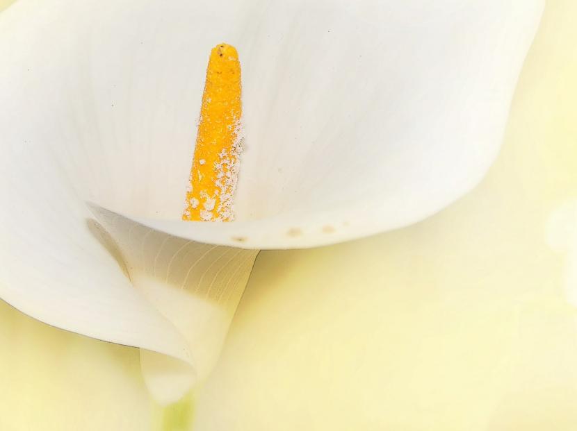 Cala blanca (Zantedeschia aethiopica): cultivo y cuidados