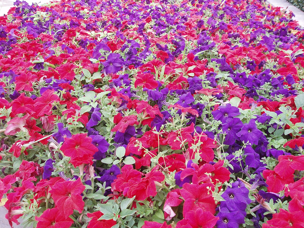 Calibrachoa hybrida