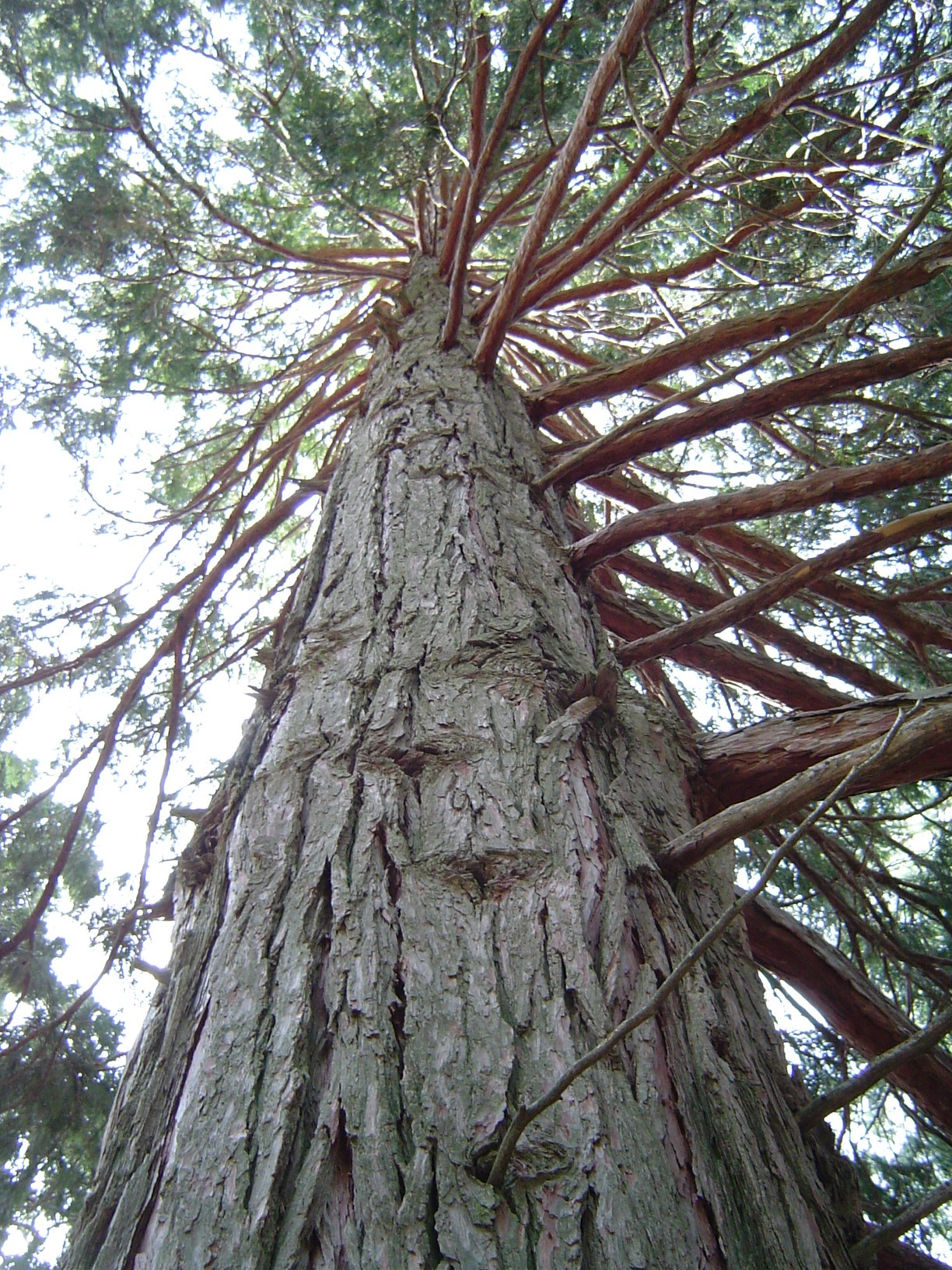 calocedrus decurrens:tipos, características, tamaño, variedades, colores…