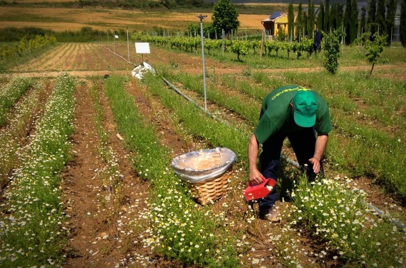 Cultivo de la manzanilla