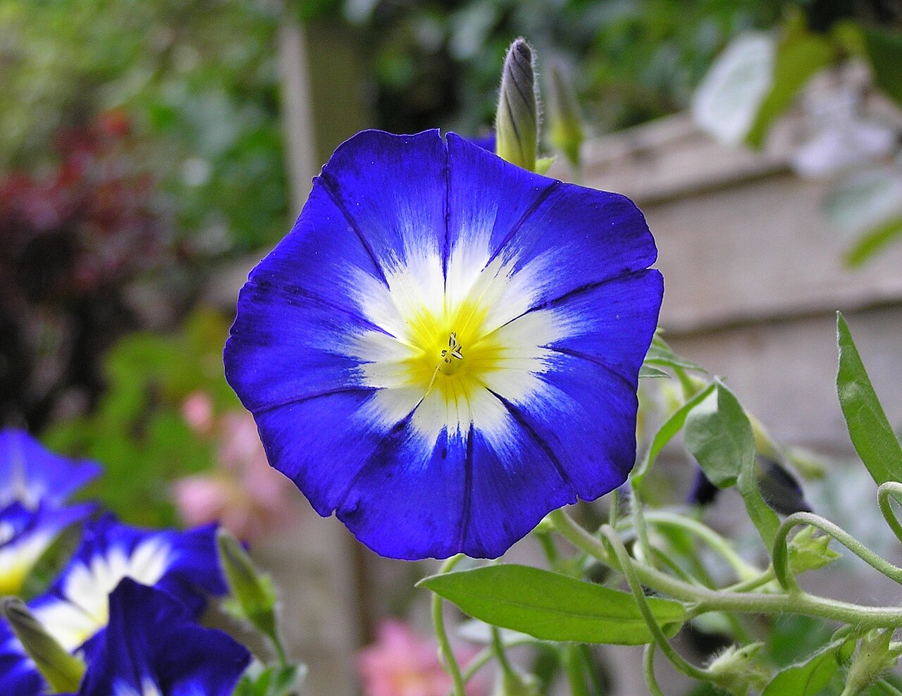 Campanillas Azules