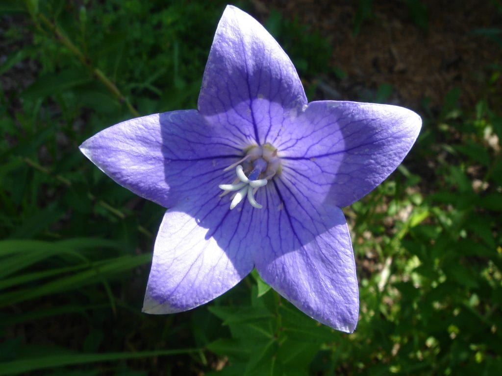 Campanula carpatica