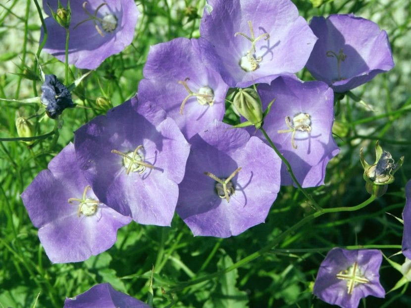 Mata de Campanula carpatica en plena floración