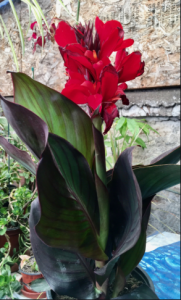 Canna de follaje bronceado y flores rojas en maceta