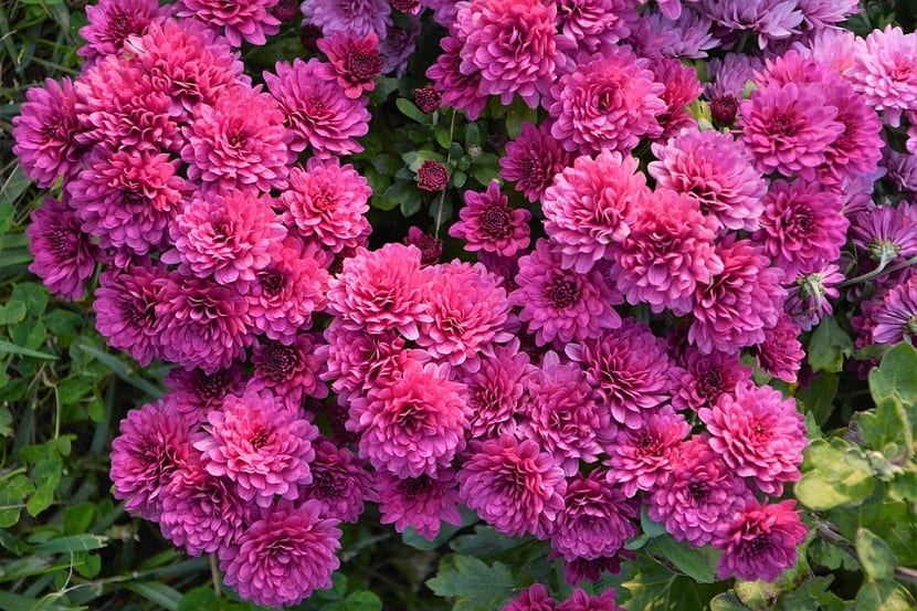 Usos del Chrysanthemum Segetum