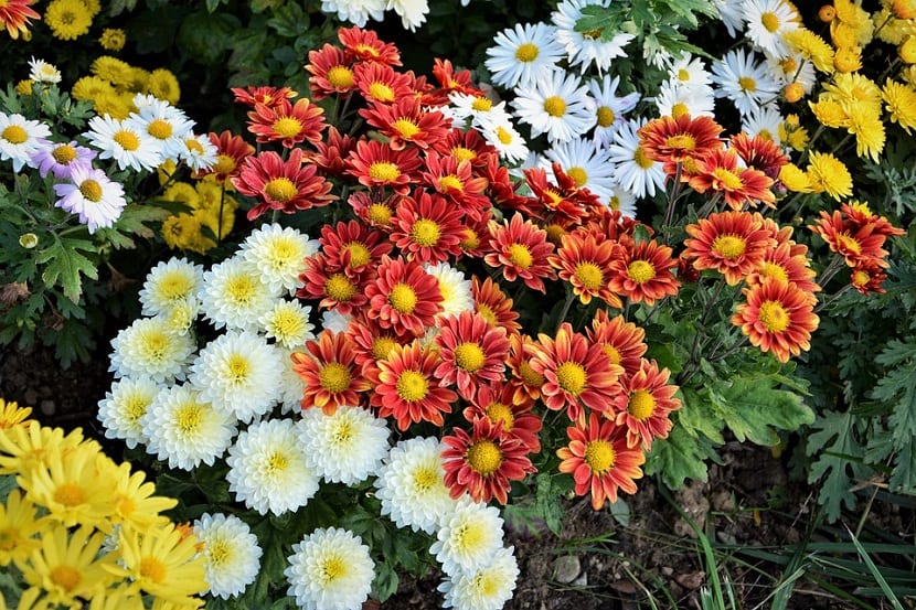 es una planta milenaria cuyas flores han sido muy apreciadas desde siempre