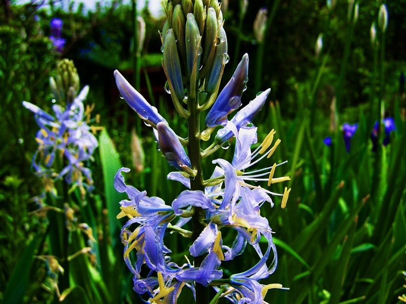 El Jacinto de los bosques que tiene como nombre científico Hyacinthoides non-scripta