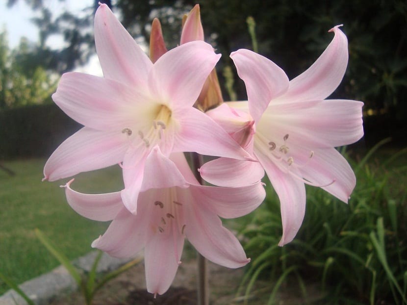 cultivar la Amarillys belladona o Azucena Rosa