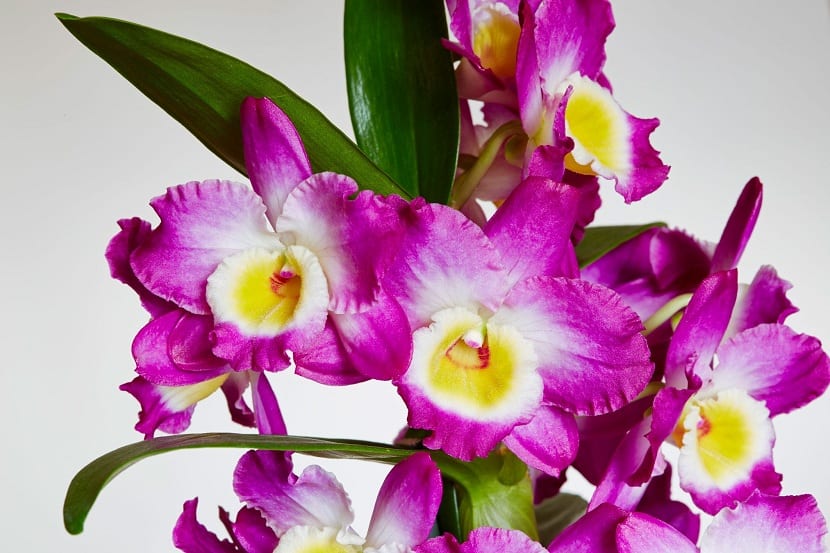 cuidados necesarios de las orquídeas