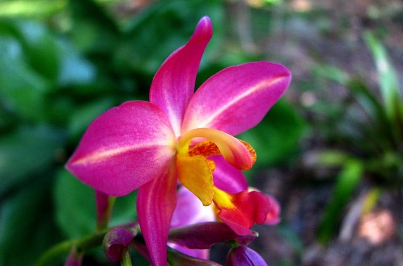 detalle de una orquídea