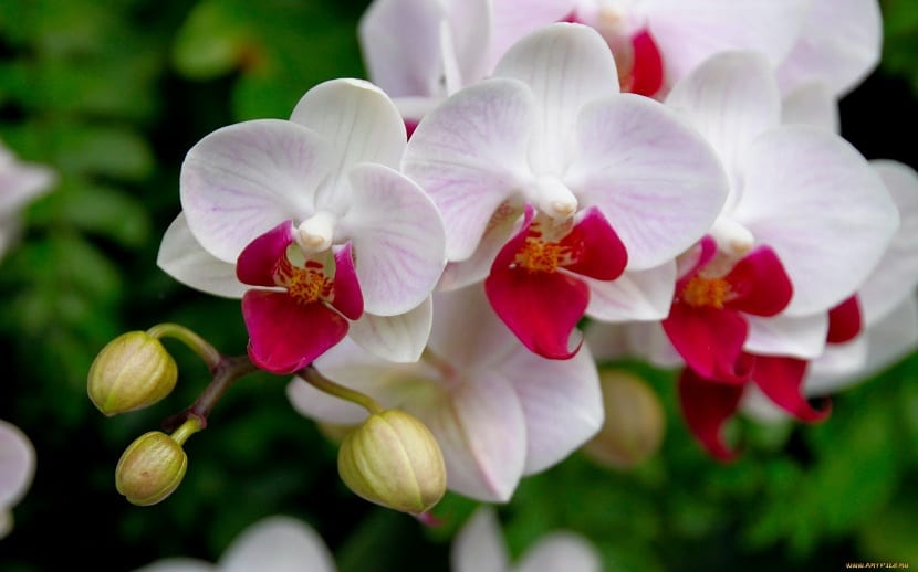 lores bonitas de las orquídeas