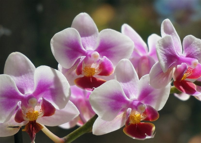 flores de las orquídeas