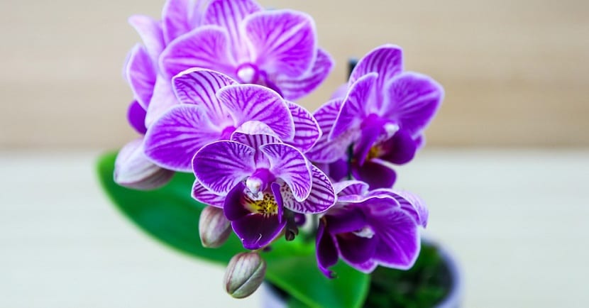 riego de las orquídeas