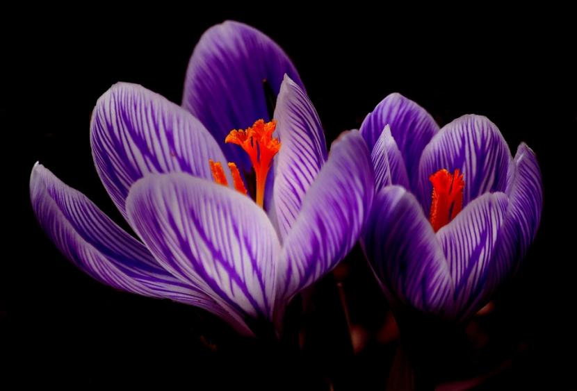 Flor del azafrán macro