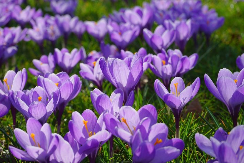 Flores del Azafrán
