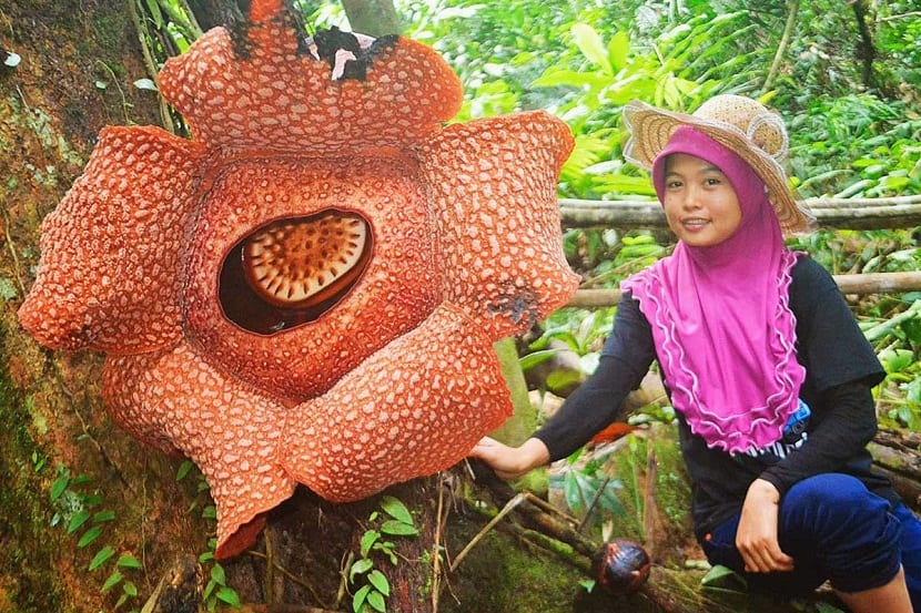 Flor de Rafflesia abierta en el suelo del bosque tropical