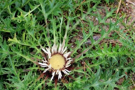 Capítulo de Carlina acaulis con las brácteas plateadas abiertas