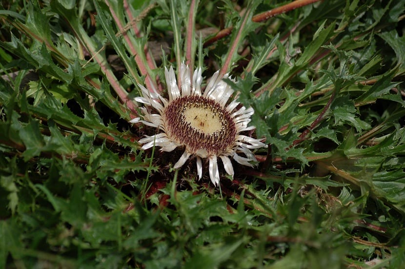 Carlina acaulis sembrada