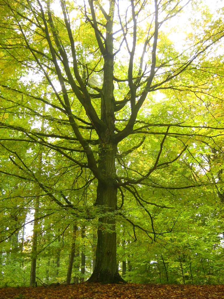 Carpinus betulus:tipos, características, tamaño, variedades, colores…