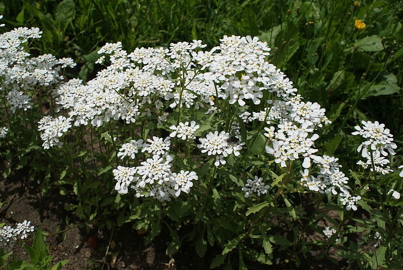 Flores de Iberis amara