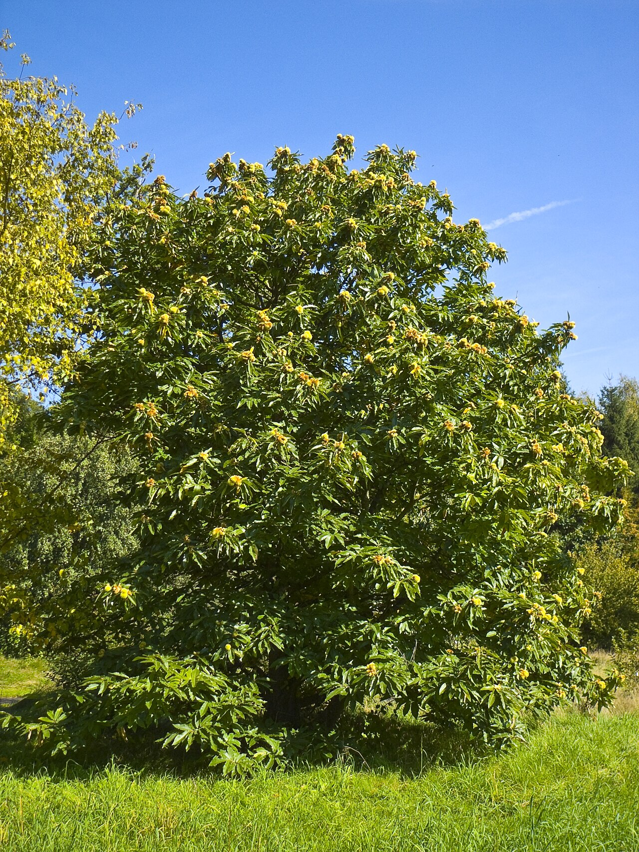 castanea sativa:tipos, características, tamaño, variedades, colores…