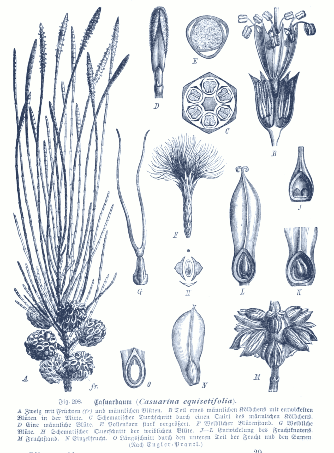 Casuarina equisetifolia: tipos, características, tamaño, variedades, colores…