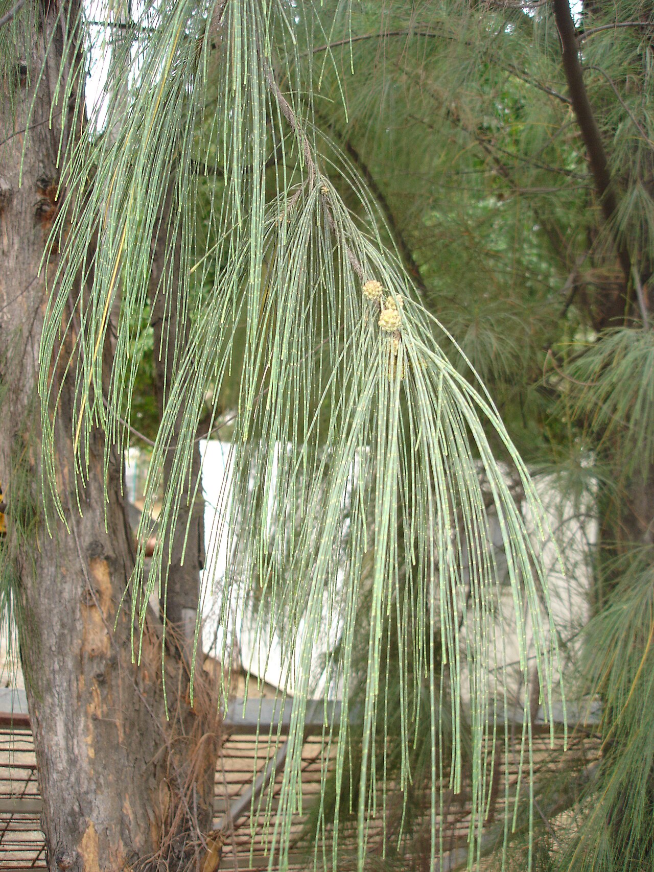 casuarina:tipos, características, tamaño, variedades, colores…