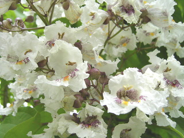 Catalpa bignonioides: tipos, características, tamaño, variedades, colores