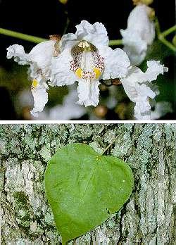 Catalpa: tipos, características, tamaño, variedades, colores…