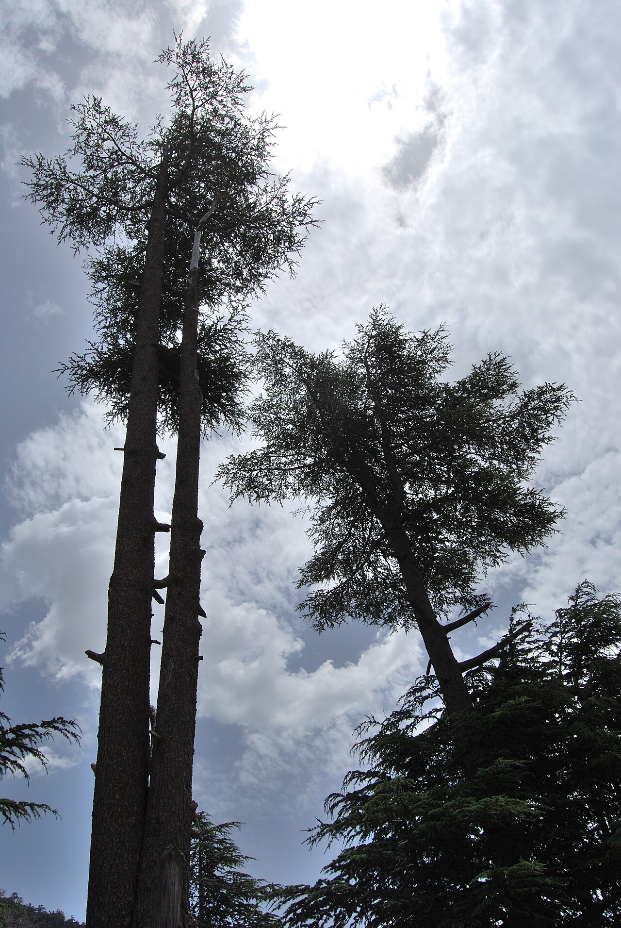 Cedrus atlántica: tipos, características, tamaño, variedades, colores…