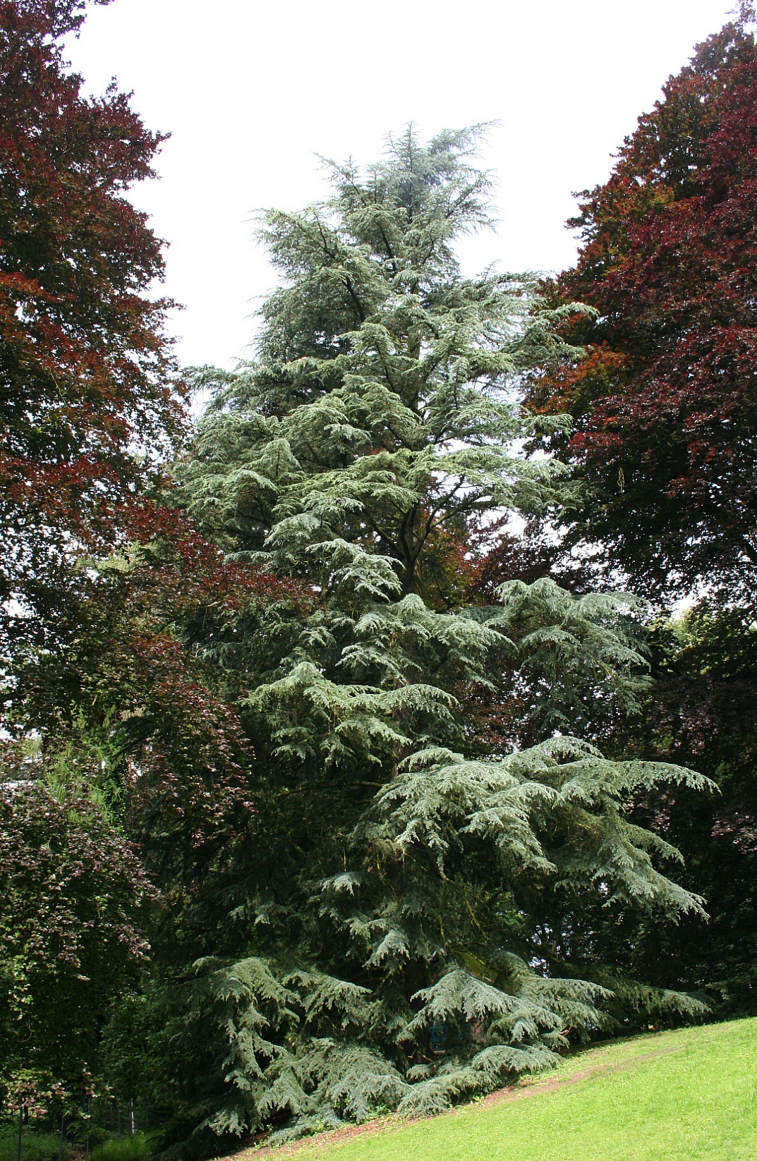 Cedrus deodara: tipos, características, tamaño, variedades, colores…