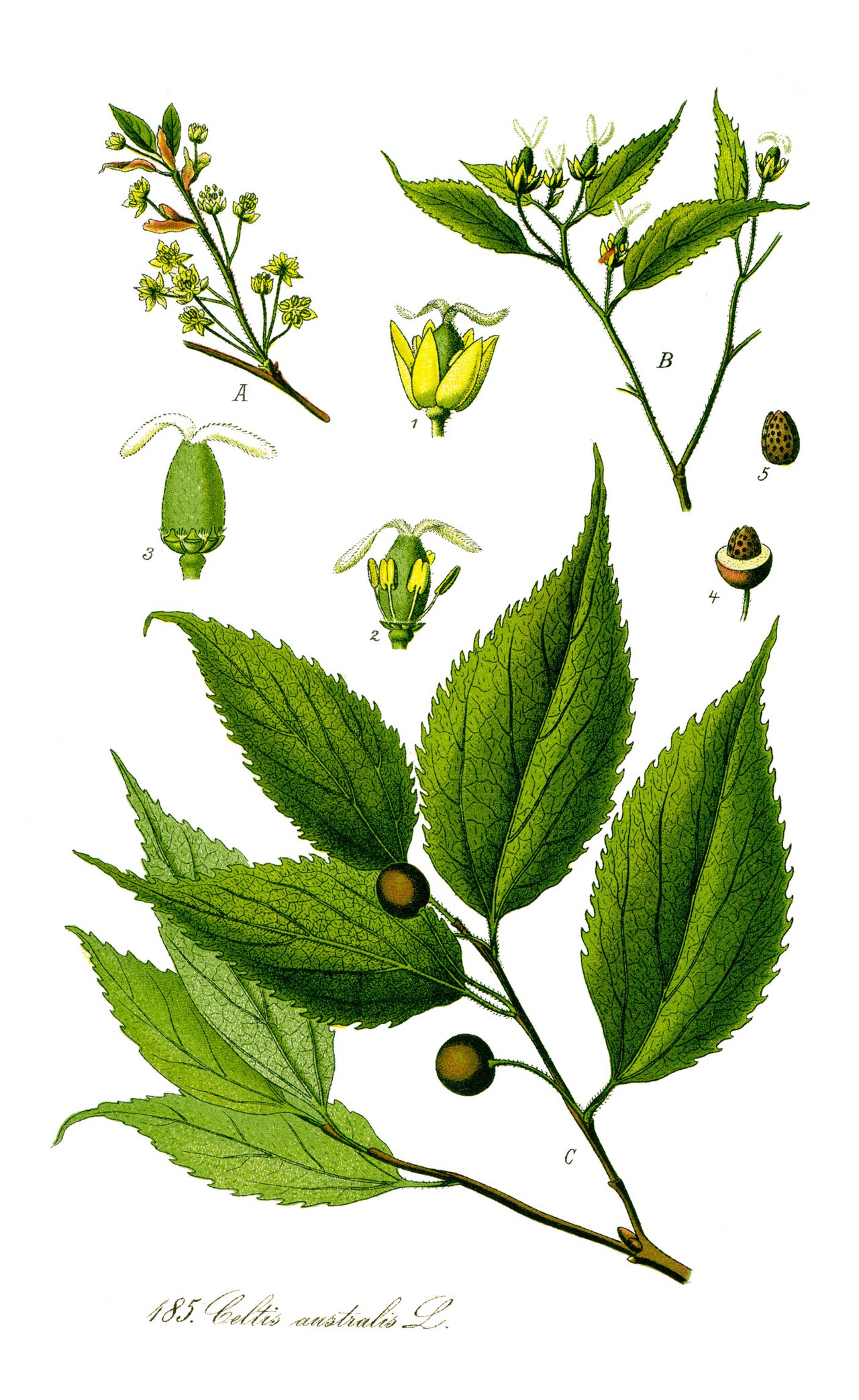 Celtis australis: tipos, características, tamaño, variedades, colores…