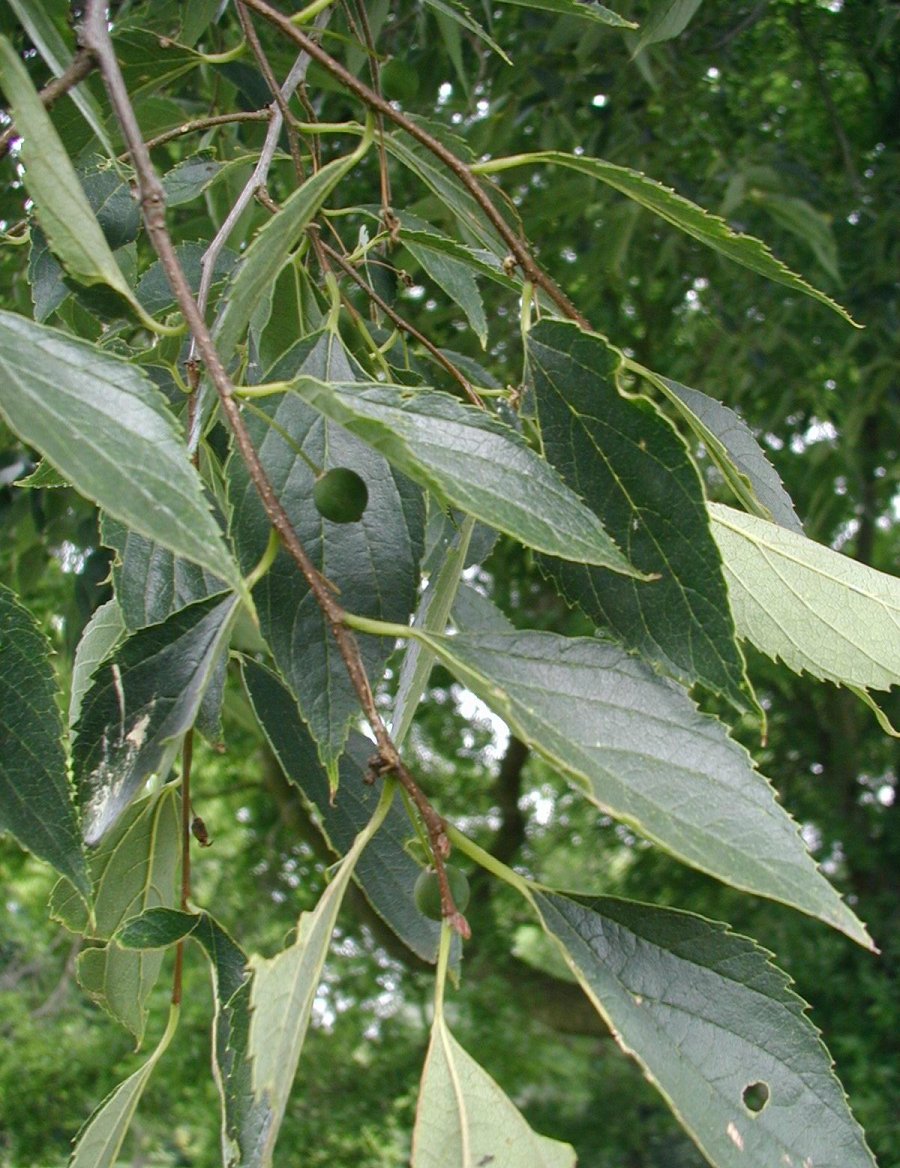 Celtis: tipos, características, tamaño, variedades, colores…