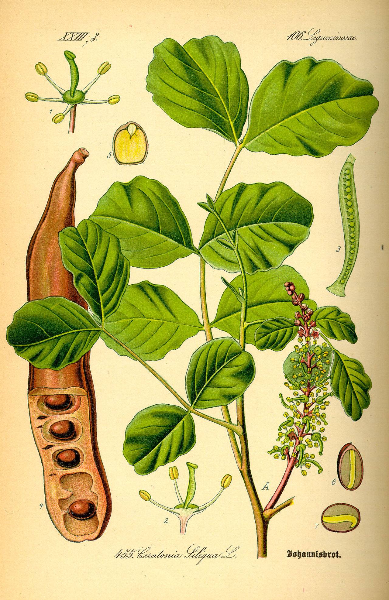 Ceratonia siliqua: tipos, características, tamaño, variedades, colores…