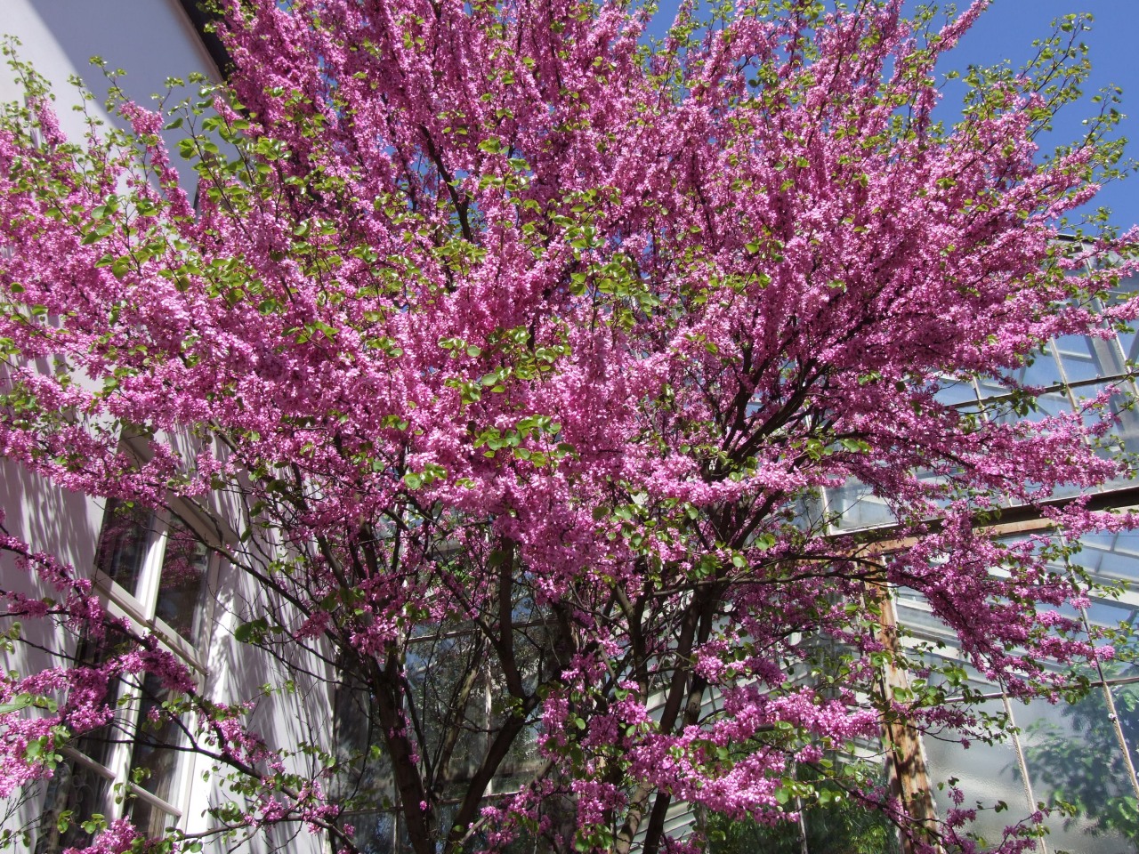 Cercis Siliquastrum: tipos, características, tamaño, variedades, colores…