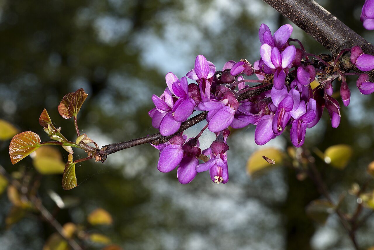Cercis: tipos, características, tamaño, variedades, colores… 