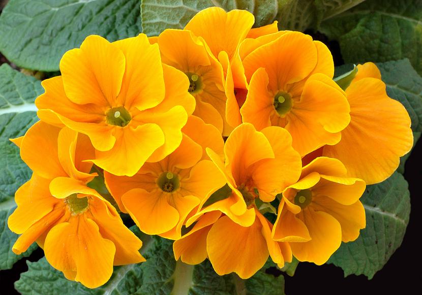 Cinco plantas robustas para empezar un jardín sin fracasos