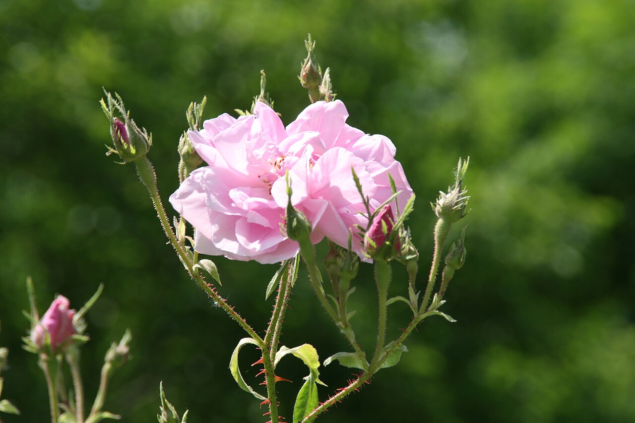 Rosa damascena que es