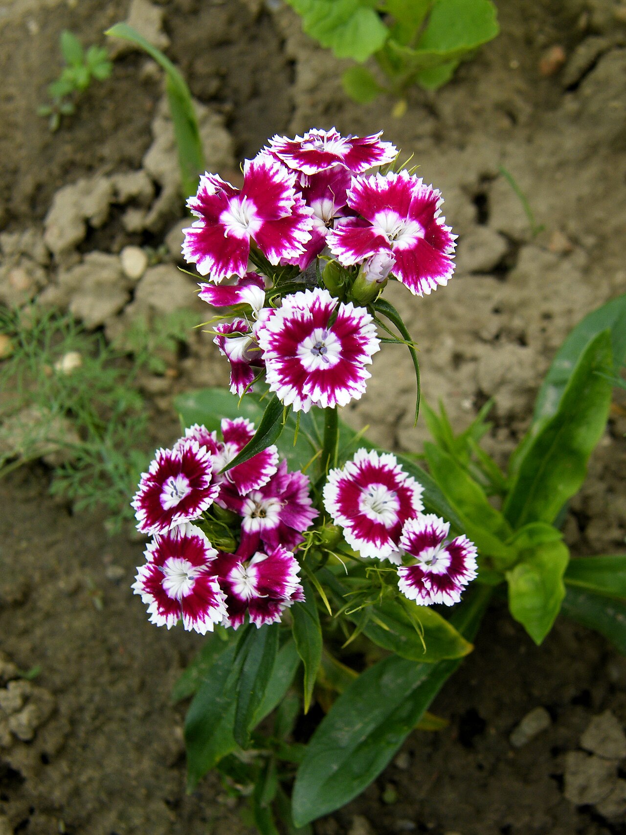 Clavel del poeta